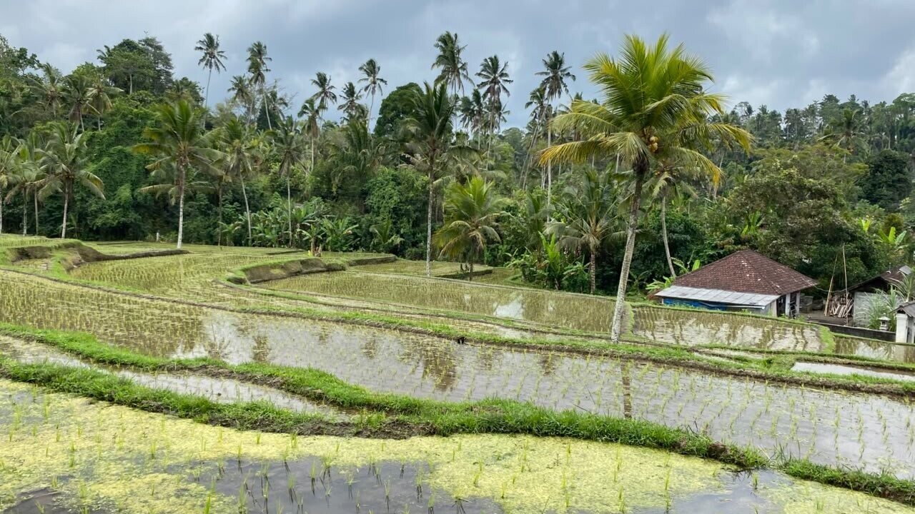 Hamparan sawah terasering berundak dengan deretan pohon kelapa di Desa Adat Piling